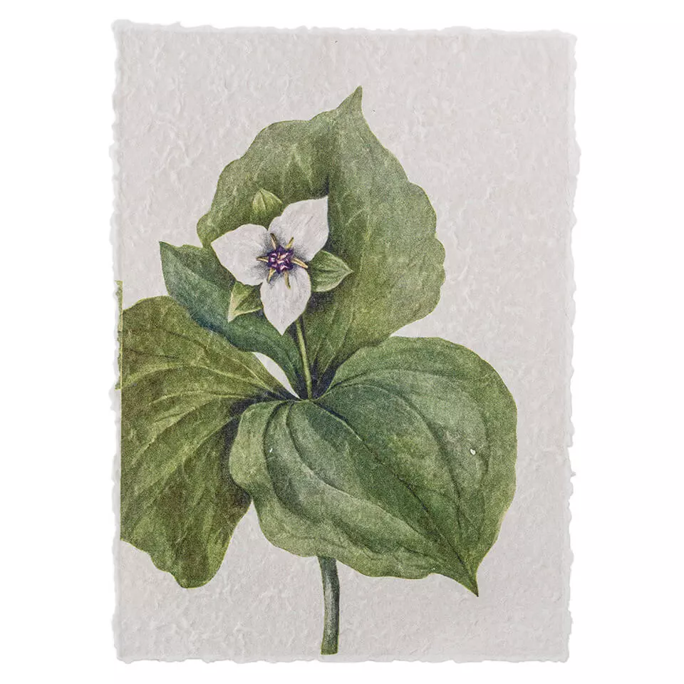 Botanični plakat #2