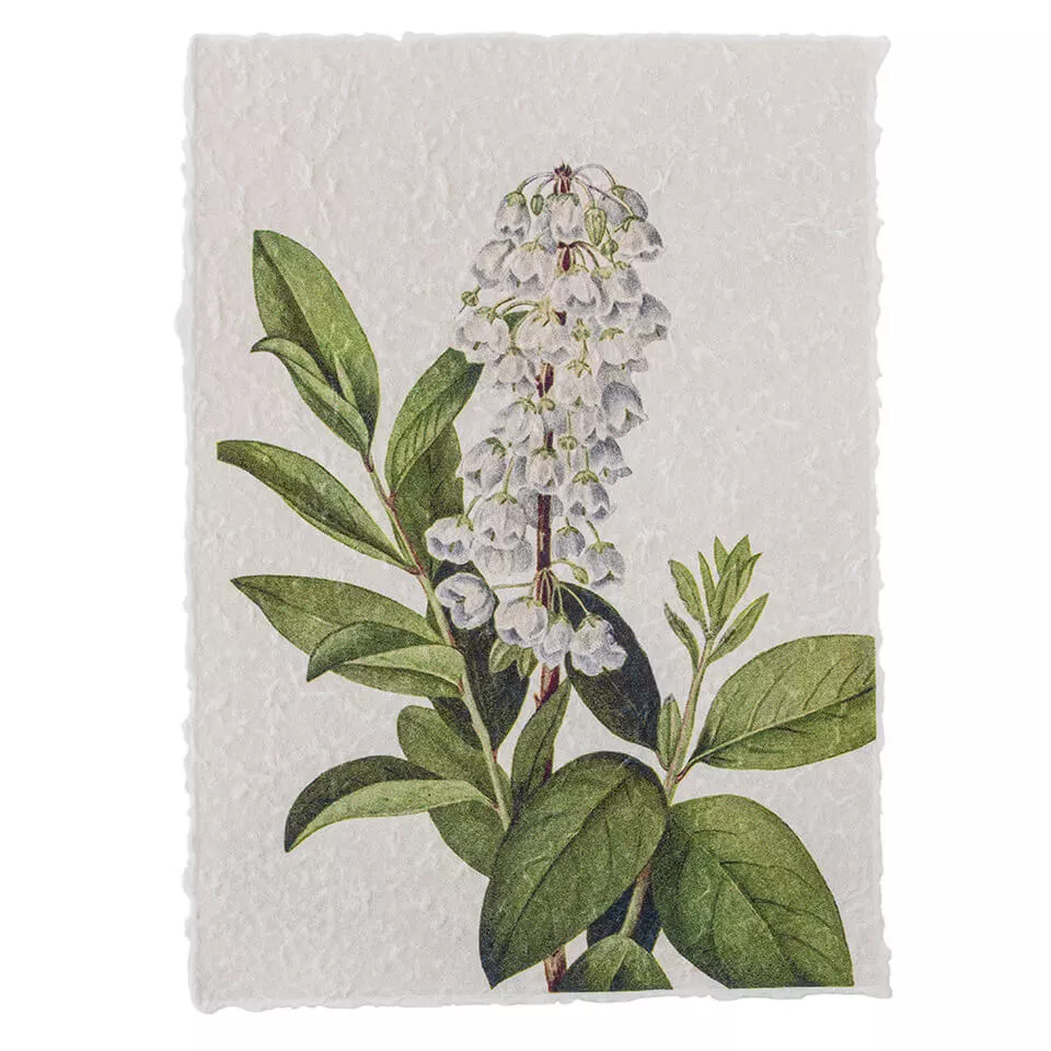 Botanični plakat #3