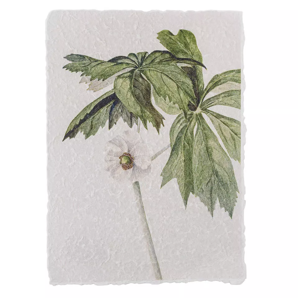 Botanični plakat #4